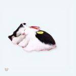 Peluche douce chat noir et blanc pour le sommeil des enfants