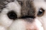 Jolie peluche loup pour les enfants