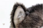 Mignonne peluche en forme de loup