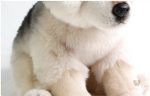 Petit loup en peluche pour un ami réconfortant